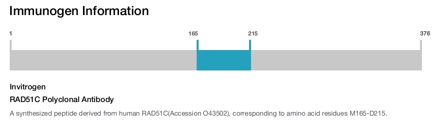 RAD51C Polyclonal Antibody