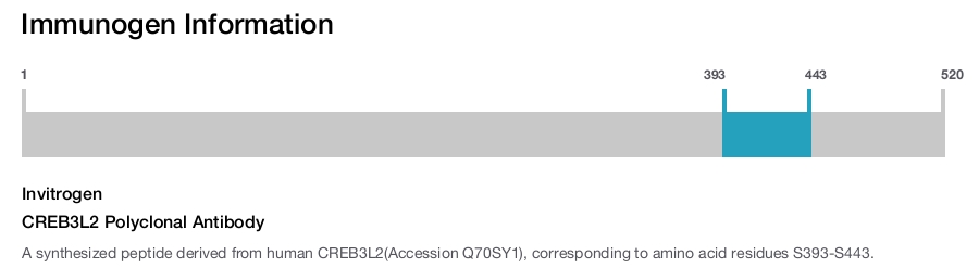 CREB3L2 Polyclonal Antibody