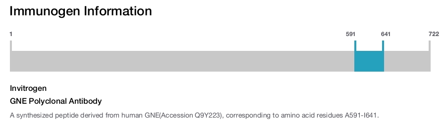 GNE Polyclonal Antibody