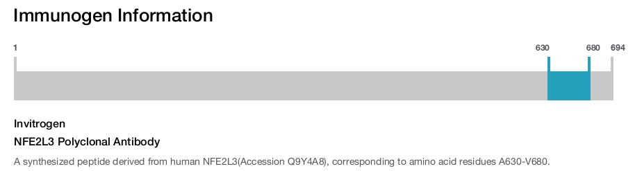 NFE2L3 Polyclonal Antibody
