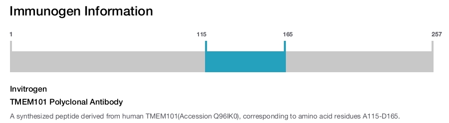 TMEM101 Polyclonal Antibody