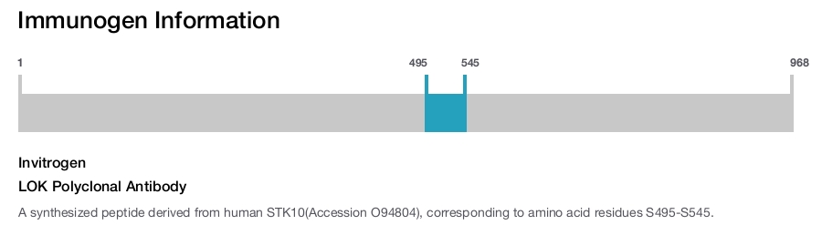 LOK Polyclonal Antibody