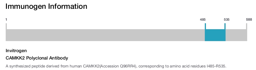 CAMKK2 Polyclonal Antibody