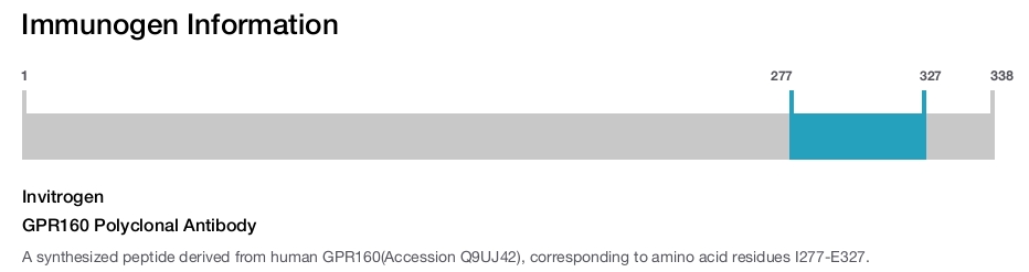 GPR160 Polyclonal Antibody