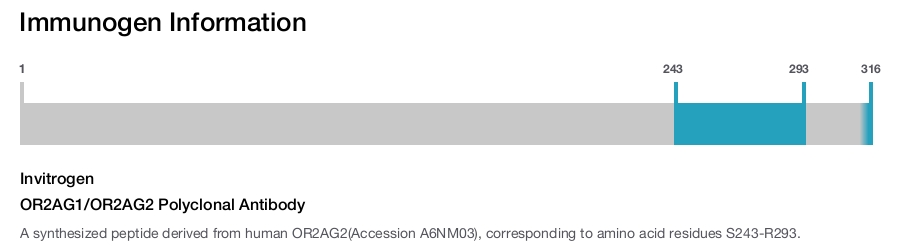 OR2AG1/OR2AG2 Polyclonal Antibody