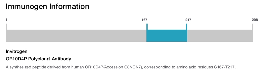 OR10D4P Polyclonal Antibody