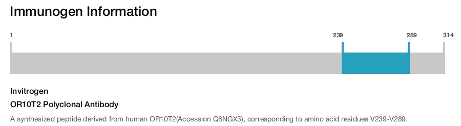 OR10T2 Polyclonal Antibody