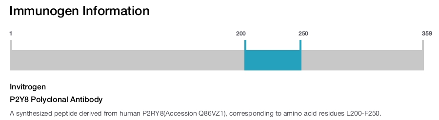 P2Y8 Polyclonal Antibody