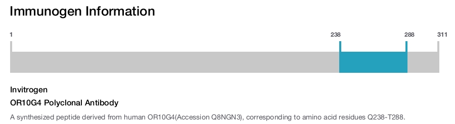 OR10G4 Polyclonal Antibody