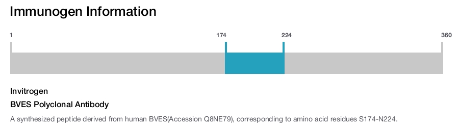 BVES Polyclonal Antibody