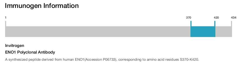 ENO1 Polyclonal Antibody