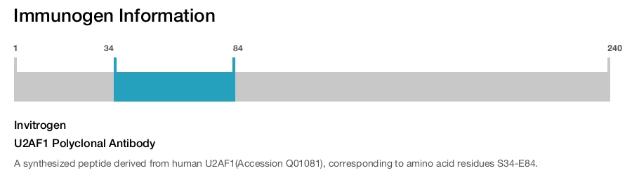 U2AF1 Polyclonal Antibody