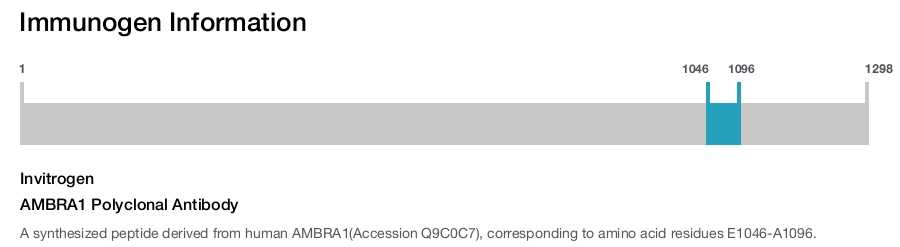 AMBRA1 Polyclonal Antibody
