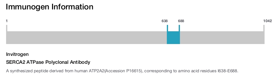 SERCA2 ATPase Polyclonal Antibody