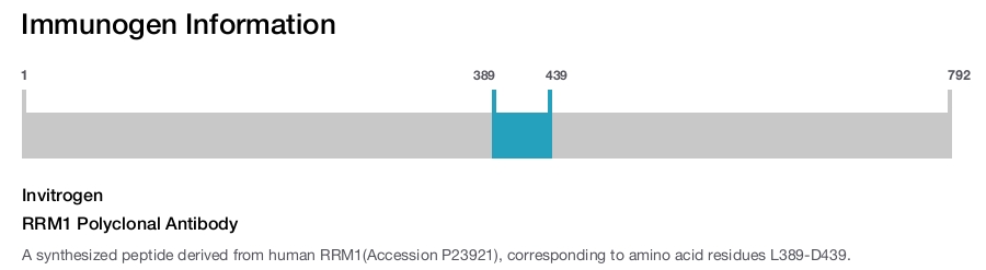RRM1 Polyclonal Antibody