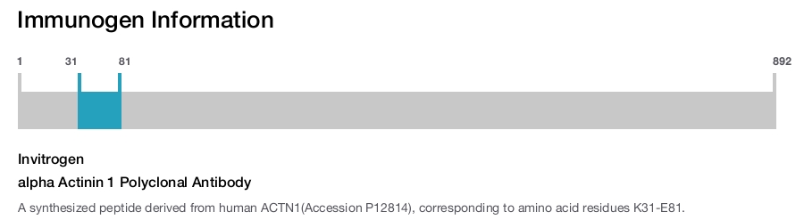 alpha Actinin 1 Polyclonal Antibody