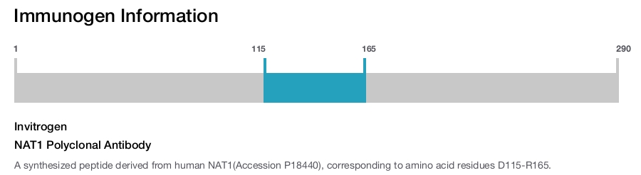NAT1 Polyclonal Antibody