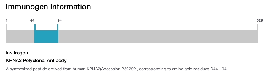 KPNA2 Polyclonal Antibody