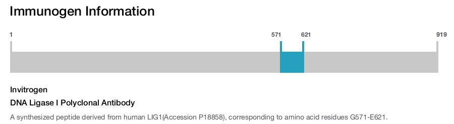 DNA Ligase I Polyclonal Antibody
