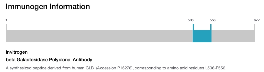 beta Galactosidase Polyclonal Antibody
