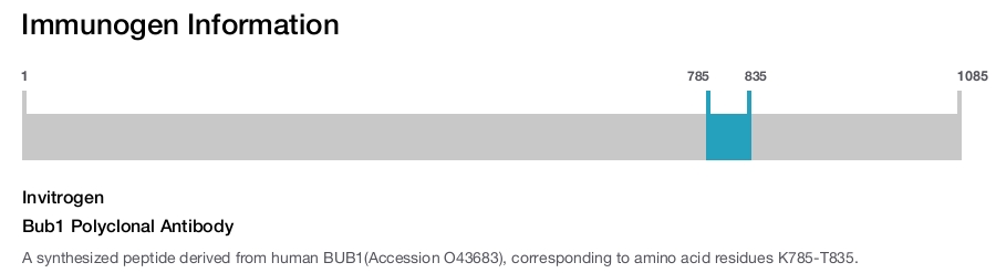 Bub1 Polyclonal Antibody