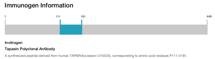 Tapasin Polyclonal Antibody