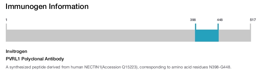 PVRL1 Polyclonal Antibody