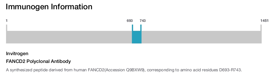 FANCD2 Polyclonal Antibody