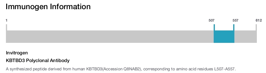 KBTBD3 Polyclonal Antibody