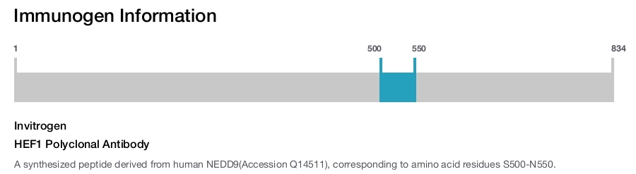 HEF1 Polyclonal Antibody