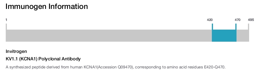 KV1.1 (KCNA1) Polyclonal Antibody