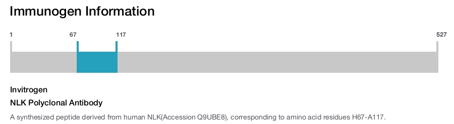 NLK Polyclonal Antibody