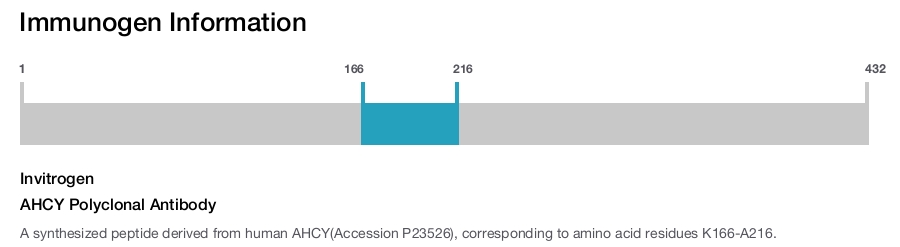 AHCY Polyclonal Antibody