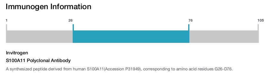 S100A11 Polyclonal Antibody