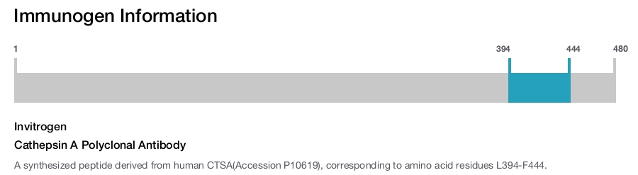 Cathepsin A Polyclonal Antibody