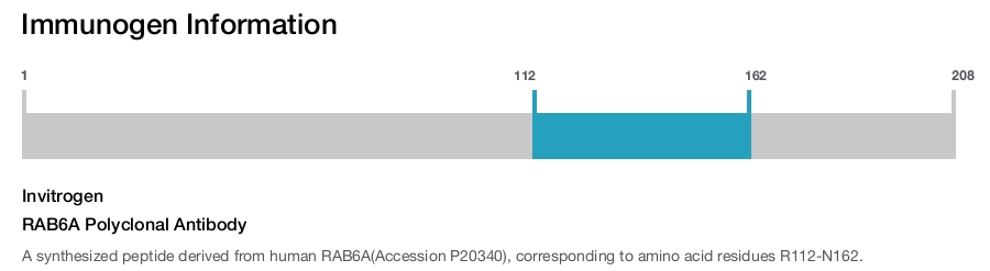 RAB6A Polyclonal Antibody