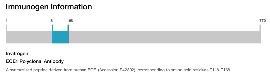 ECE1 Polyclonal Antibody