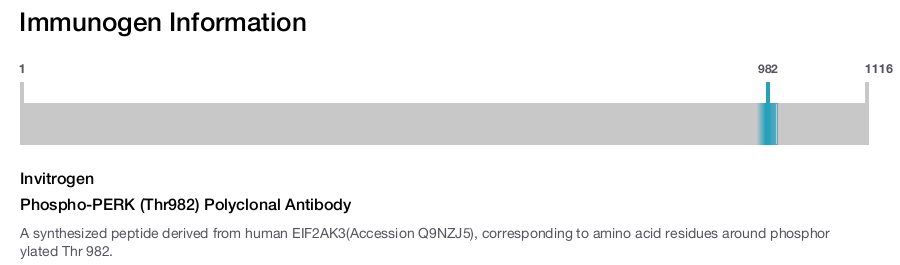 Phospho-PERK (Thr982) Polyclonal Antibody