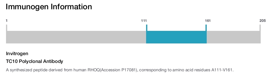 TC10 Polyclonal Antibody