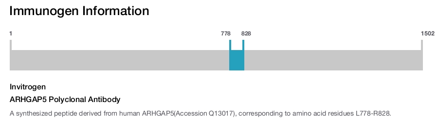 ARHGAP5 Polyclonal Antibody