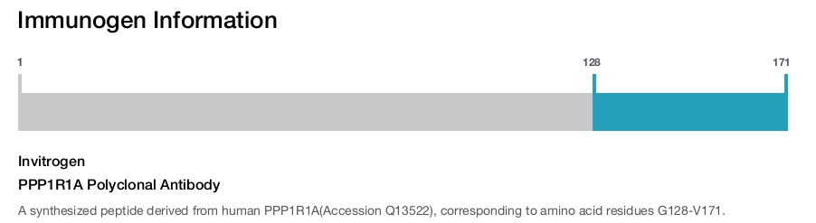 PPP1R1A Polyclonal Antibody