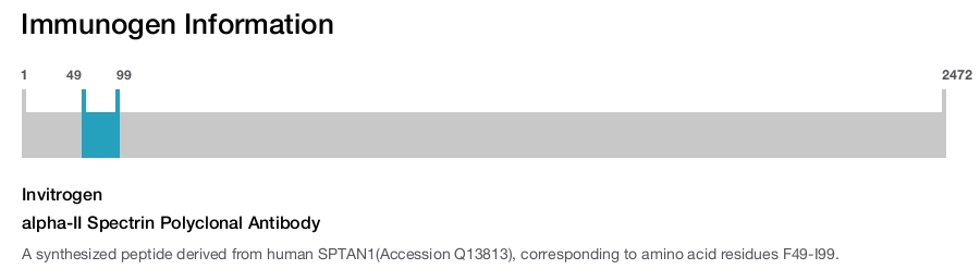 alpha-II Spectrin Polyclonal Antibody