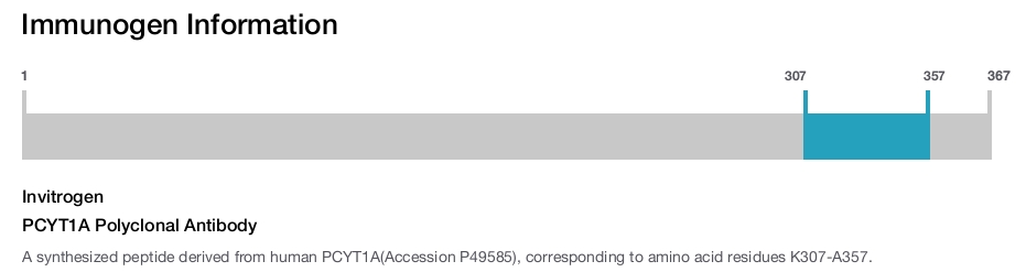 PCYT1A Polyclonal Antibody
