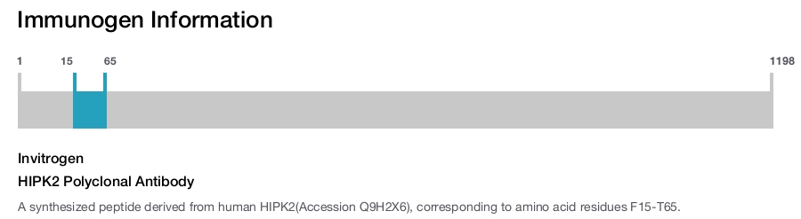 HIPK2 Polyclonal Antibody