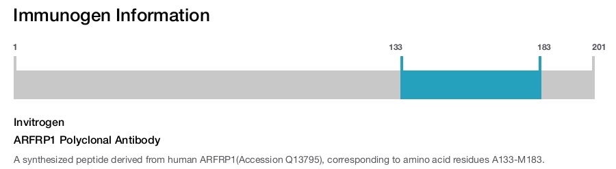 ARFRP1 Polyclonal Antibody