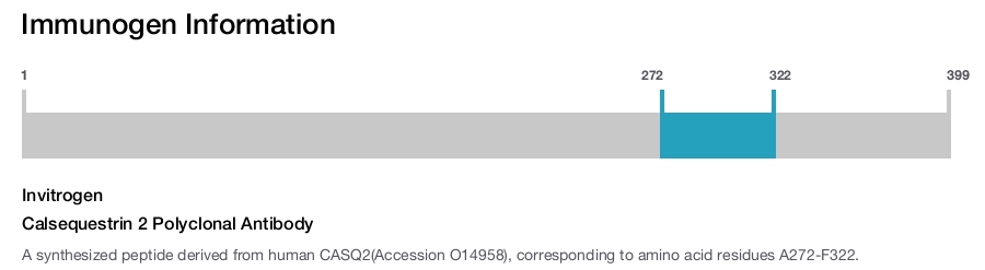 Calsequestrin 2 Polyclonal Antibody
