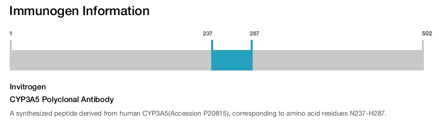 CYP3A5 Polyclonal Antibody