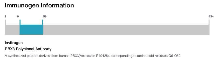 PBX3 Polyclonal Antibody