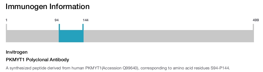 PKMYT1 Polyclonal Antibody