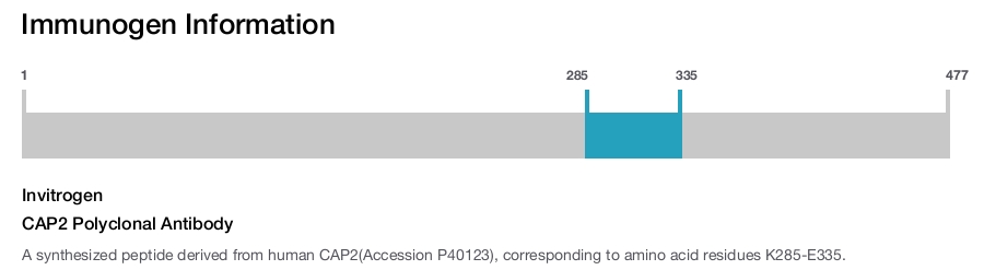 CAP2 Polyclonal Antibody